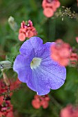 WHICHFORD POTTERY, WARWICKSHIRE: PLANT PORTRAIT OF BLUE, PURPLE FLOWERS OF PETUNIA ROYAL BLUE