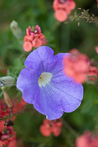 WHICHFORD_POTTERY_WARWICKSHIRE_PLANT_PORTRAIT_OF_BLUE_PURPLE_FLOWERS_OF_PETUNIA_ROYAL_BLUE
