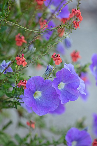 WHICHFORD_POTTERY_WARWICKSHIRE_PLANT_PORTRAIT_OF_BLUE_PURPLE_FLOWERS_OF_PETUNIA_ROYAL_BLUE
