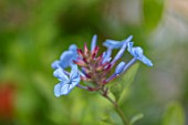 WHICHFORD POTTERY, WARWICKSHIRE: PLANT PORTRAIT OF BLUE, FLOWERS OF PLUMBAGO AURICULATA DARK BLUE FLOWERED, SHRUBS, CLIMBING, CAPE LEADWORT