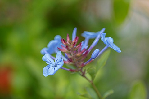 WHICHFORD_POTTERY_WARWICKSHIRE_PLANT_PORTRAIT_OF_BLUE_FLOWERS_OF_PLUMBAGO_AURICULATA_DARK_BLUE_FLOWE