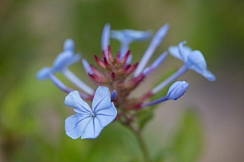WHICHFORD_POTTERY_WARWICKSHIRE_PLANT_PORTRAIT_OF_BLUE_FLOWERS_OF_PLUMBAGO_AURICULATA_DARK_BLUE_FLOWE