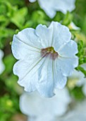 WHICHFORD POTTERY, WARWICKSHIRE: PLANT PORTRAIT OF WHITE, FLOWERS OF PETUNIA SURFINIA WHITE