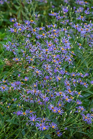 MORTON_HALL_GARDENS_WORCESTERSHIRE_THE_ROCKERY__CLOSE_UP_PORTRAIT_OF_BLUE_PURPLE_FLOWERS_OF_ASTER_MA