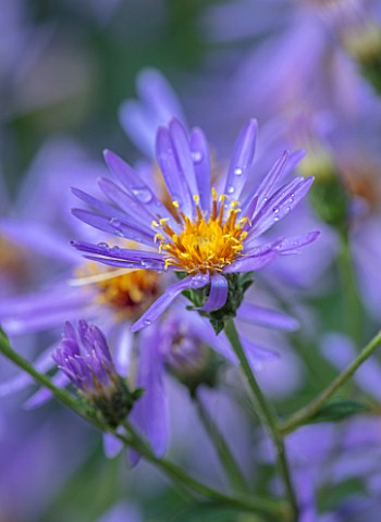 MORTON_HALL_GARDENS_WORCESTERSHIRE_THE_ROCKERY__CLOSE_UP_PORTRAIT_OF_BLUE_PURPLE_FLOWERS_OF_ASTER_MA