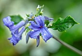 MORTON HALL GARDENS, WORCESTERSHIRE: PLANT PORRAIT CLOSE UP OF BLUE FLOWERS OF CLEMATIS HERACLEIFOLIA WYEVALE, FLOWERING, SHRUBS, CLIMBERS