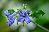 MORTON HALL GARDENS, WORCESTERSHIRE: PLANT PORRAIT CLOSE UP OF BLUE FLOWERS OF CLEMATIS HERACLEIFOLIA WYEVALE, FLOWERING, SHRUBS, CLIMBERS