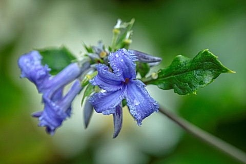 MORTON_HALL_GARDENS_WORCESTERSHIRE_PLANT_PORRAIT_CLOSE_UP_OF_BLUE_FLOWERS_OF_CLEMATIS_HERACLEIFOLIA_