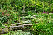 MORTON HALL, WORCESTERSHIRE: THE STROLL GARDEN IN AUGUST, STEPPPING STONES, WATER, POOL, POND, WATER LILIES, BIRCHES