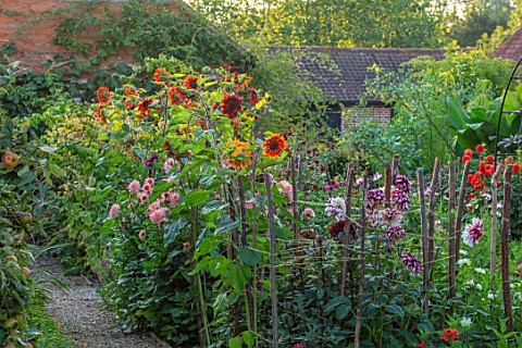 ULTING_WICK_ESSEX_BORDER_BESIDE_WALL__DAHLIA_PREFERENCE_AND_SUNFLOWER__HELIANTHUS_VELVET_QUEEN