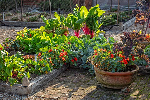 ULTING_WICK_ESSEX_THE_VEGETABLE_GARDEN_POTAGER_TERRACOTTA_CONTAINER_WITH_NASTURTIUMS_RAISED_WOODEN_B