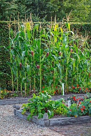 ULTING_WICK_ESSEX_POTAGER_VEGETABLE_GARDEN_RAISED_WOODEN_BEDS_WITH_BEETROOT_SWEETCORN_HEDGE_HEDGES_E