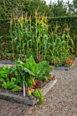 ULTING WICK, ESSEX: POTAGER, VEGETABLE GARDEN, RAISED WOODEN BEDS WITH BEETROOT, RUBY CHARD, SWEETCORN, HEDGE, HEDGES, EDIBLES