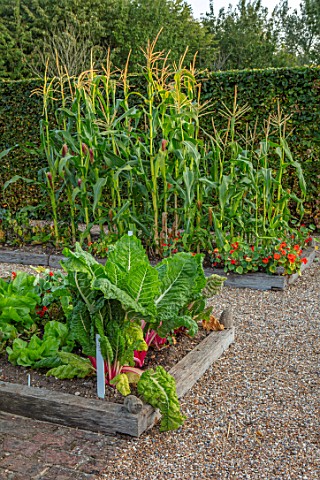 ULTING_WICK_ESSEX_POTAGER_VEGETABLE_GARDEN_RAISED_WOODEN_BEDS_WITH_BEETROOT_RUBY_CHARD_SWEETCORN_HED
