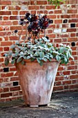 ULTING WICK, ESSEX: TERRACOTTA CONTAINER PLANTED WITH AEONIUM ZWARTKOP AND PLECTRANTHUS ARGENTATUS. CONTAINERS, SUMMER, SUCCULENTS