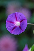 ULTING WICK, ESSEX: CLOSE UP OF BLUE, PURPLE FLOWERS OF IPOMOEA KINOLAS BLACK. BLOOMS, FLOWERING, BLOOMING, MORNING GLORY, ANNUALS, DECIDUOUS CLIMBERS