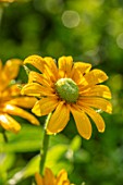 ULTING WICK, ESSEX: CLOSE UP OF YELLOW FLOWERS OF RUDBECKIA HIRTA MARMALADE. BLOOMS, FLOWERING, BLOOMING, FALL, SEPTEMBER