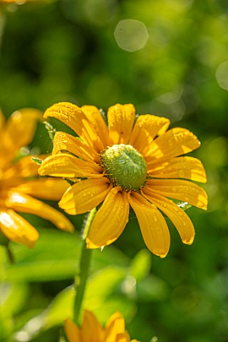ULTING_WICK_ESSEX_CLOSE_UP_OF_YELLOW_FLOWERS_OF_RUDBECKIA_HIRTA_MARMALADE_BLOOMS_FLOWERING_BLOOMING_