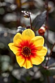 ULTING WICK, ESSEX: CLOSE UP OF YELLOW  AND RED FLOWERS OF DAHLIA MOONSHINE. BLOOMS, FLOWERING, BLOOMING, FALL, SEPTEMBER