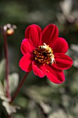 ULTING WICK, ESSEX: CLOSE UP OF RED FLOWERS OF DAHLIA BISHOP OF AUCKLAND. BLOOMS, FLOWERING, BLOOMING, FALL, SEPTEMBER