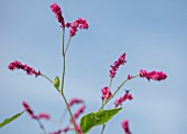 ULTING WICK, ESSEX: CLOSE UP OF PINK FLOWERS OF PERSICARIA ORIENTALIS. BLOOMS, FLOWERING, BLOOMING, FALL, SEPTEMBER, HARDY, ANNUALS