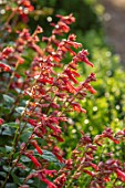 ULTING WICK, ESSEX: CLOSE UP OF PINK, RED FLOWERS OF SAGE, SALVIA BURNING EMBERS. BLOOMS, FLOWERING, BLOOMING, FALL, SEPTEMBER, PERENNIALS