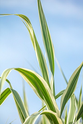 ULTING_WICK_ESSEX_CLOSE_UP_OF_VARIEGATED_LEAVES_OF_ARUNDO_DONAX_VARIEGATA_GRASSES_SEPTEMBER_CREAM_CR