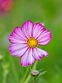 ULTING WICK, ESSEX: CLOSE UP OF PINK, WHITE FLOWERS OF COSMOS BIPIINNATUS PICOTEE, ANNUALS, SEPTEMBER, AUTUMN, FLOWERING, BLOOMING, BLOOMS