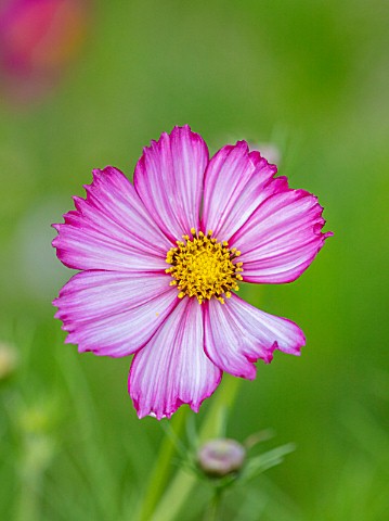 ULTING_WICK_ESSEX_CLOSE_UP_OF_PINK_WHITE_FLOWERS_OF_COSMOS_BIPIINNATUS_PICOTEE_ANNUALS_SEPTEMBER_AUT