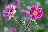 THE PICTON GARDEN AND OLD COURT NURSERIES, WORCESTERSHIRE: CLOSE UP OF PINK FLOWERS OF JAPANESE ANEMONE HUPEHENSIS VAR JAPONICA PAMINA. PERENNIALS, FLOWERING, PETALS