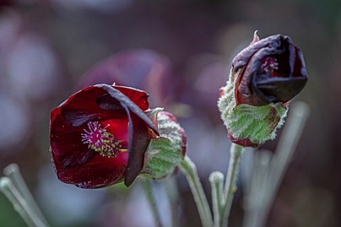 THE_PICTON_GARDEN_AND_OLD_COURT_NURSERIES_WORCESTERSHIRE_PLANT_PORTRAIT_OF_DARK_RED_FLOWERS_OF_PHYMO