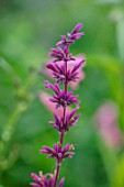 THE PICTON GARDEN AND OLD COURT NURSERIES, WORCESTERSHIRE: PLANT PORTRAIT OF DUSKY PINK FLOWERS OF AGASTACHE MEXICAN SANGRIA, ANNUALS, LEMON SCENTED, FRAGRANT, EDIBLES