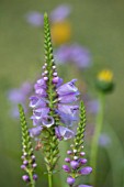 THE PICTON GARDEN AND OLD COURT NURSERIES, WORCESTERSHIRE: PLANT PORTRAIT OF PURPLE, BLUE FLOWERS OF PHYSOSTEGIA VIRGINIANA, OBEDIANCE PLANT, PERENNIALS