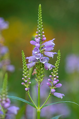THE_PICTON_GARDEN_AND_OLD_COURT_NURSERIES_WORCESTERSHIRE_PLANT_PORTRAIT_OF_PURPLE_BLUE_FLOWERS_OF_PH