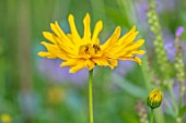 THE PICTON GARDEN AND OLD COURT NURSERIES, WORCESTERSHIRE: PLANT PORTRAIT OF YELLOW FLOWERS OF HELIANTHUS MONARCH, AGM, PERENNIALS