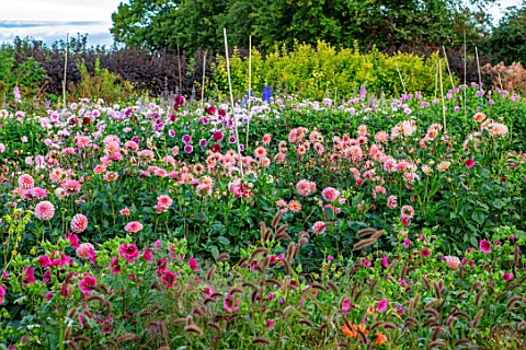 GREEN_AND_GORGEOUS_FLOWERS_OXFORDSHIRE_DAHLIAS_IN_THE_CUTTING_FIELDS_SEPTEMBER