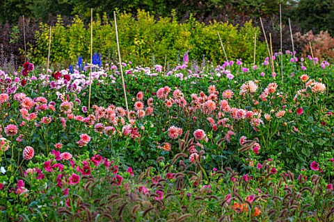 GREEN_AND_GORGEOUS_FLOWERS_OXFORDSHIRE_DAHLIAS_IN_THE_CUTTING_FIELDS_SEPTEMBER
