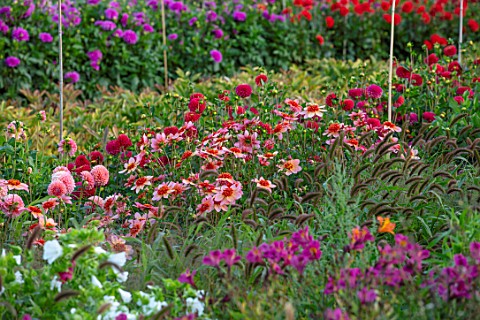 GREEN_AND_GORGEOUS_FLOWERS_OXFORDSHIRE_DAHLIAS_AND_ALSTROEMERIAS_IN_THE_CUTTING_FIELDS_SEPTEMBER