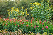 GREEN AND GORGEOUS FLOWERS, OXFORDSHIRE: DAHLIAS AND SUNFLOWERS IN THE CUTTING GARDEN, FIELD, SEPTEMBER