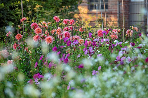 GREEN_AND_GORGEOUS_FLOWERS_OXFORDSHIRE_DAHLIA_CAROLINA_WAGEMANS_IN_THE_CUTTING_GARDEN_SEPTEMBER