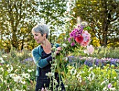 GREEN AND GORGEOUS FLOWERS, OXFORDSHIRE:RACHEL SIEGFRIED PICKING FLOWERS FROM HER CUTTING FIELDS, SEPTEMBER