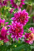 GREEN AND GORGEOUS FLOWERS, OXFORDSHIRE: CLOSE UP PORTRAIT OF THE PINK FLOWERS OF DAHLIA MAMBO. SEPTEMBER, PERENNIALS, BLOOMS, BLOOMING, FALL, AUTUMN
