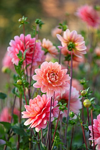 GREEN_AND_GORGEOUS_FLOWERS_OXFORDSHIRE_CLOSE_UP_OF_PINK_FLOWERS_OF_DAHLIA_CAROLINA_WAGEMANS_IN_THE_C