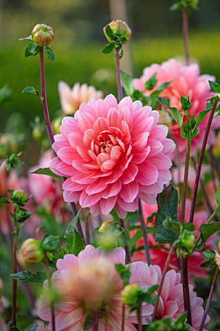GREEN_AND_GORGEOUS_FLOWERS_OXFORDSHIRE_CLOSE_UP_OF_PINK_FLOWERS_OF_DAHLIA_CAROLINA_WAGEMANS_IN_THE_C