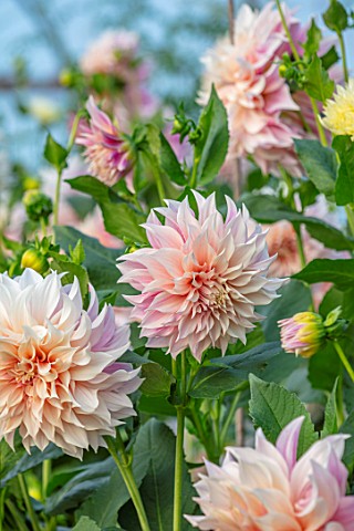 GREEN_AND_GORGEOUS_FLOWERS_OXFORDSHIRE_CLOSE_UP_OF_CREAM_PASTEL_PINK_PALE_FLOWERS_OF_DAHLIA_CAFE_AU_