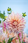 GREEN AND GORGEOUS FLOWERS, OXFORDSHIRE: CLOSE UP OF CREAM, PASTEL, PINK, PALE FLOWERS OF DAHLIA CAFE AU LAIT, SEPTEMBER