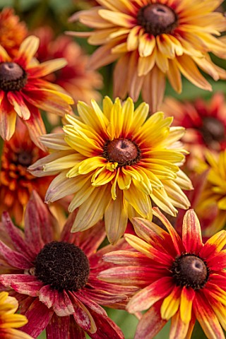 GREEN_AND_GORGEOUS_FLOWERS_OXFORDSHIRE_CLOSE_UP_OF_PINK_YELLOW_RED_FLOWERS_OF_RUDBECKIA_SAHARA_SEPTE