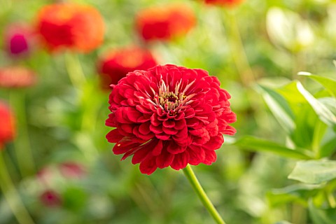 GREEN_AND_GORGEOUS_FLOWERS_OXFORDSHIRE_CLOSE_UP_OF_RED_FLOWERS_OF_ZINNIA_BANARYS_GIANT_SEPTEMBER_BUL