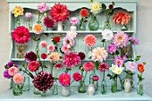GREEN AND GORGEOUS FLOWERS, OXFORDSHIRE: BLUE DRESSER WITH CONSTANCE SPRY VASES, VASES WITH DAHLIAS IN MULTI COLOURS. ARRANGEMENTS, STILL LIFE