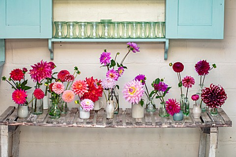 GREEN_AND_GORGEOUS_FLOWERS_OXFORDSHIRE_CONTAINERS_OF_DAHLIAS_IN_THE_FLOWER_ROOM_ARRANGEMENTS